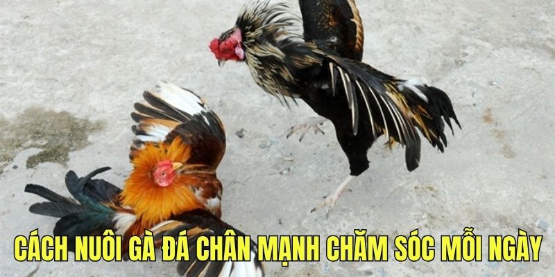 Cách chăm sóc gà đá mỗi ngày tạo đôi chân mạnh mẽ