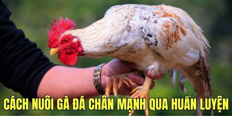 Tiết lộ cách nuôi gà đá chân mạnh qua huấn luyện