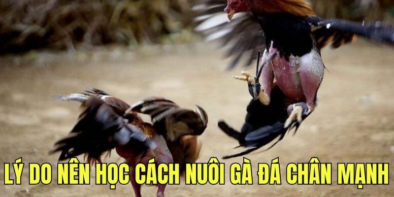 Lý do nên học cách nuôi gà đá chân mạnh