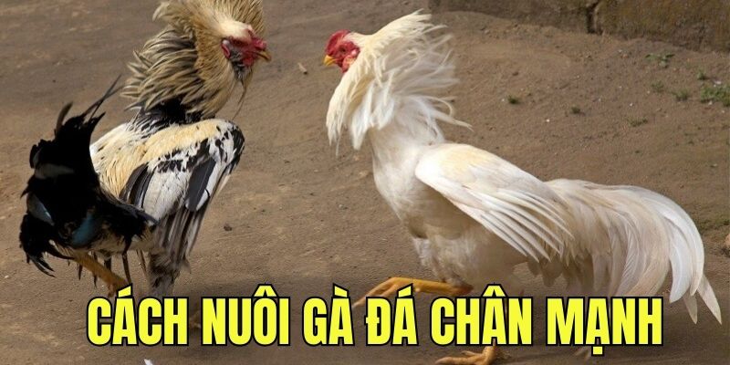 Cách nuôi gà đá chân mạnh